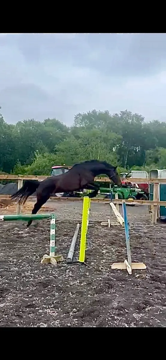 ‼️Sligo Candy Boy Mare‼️ - Image 1