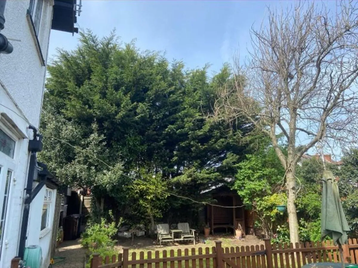 Mayo west Tree and gardening services - Image 4