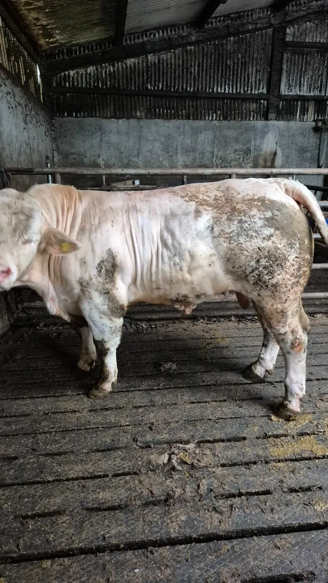 Bull - Image 1