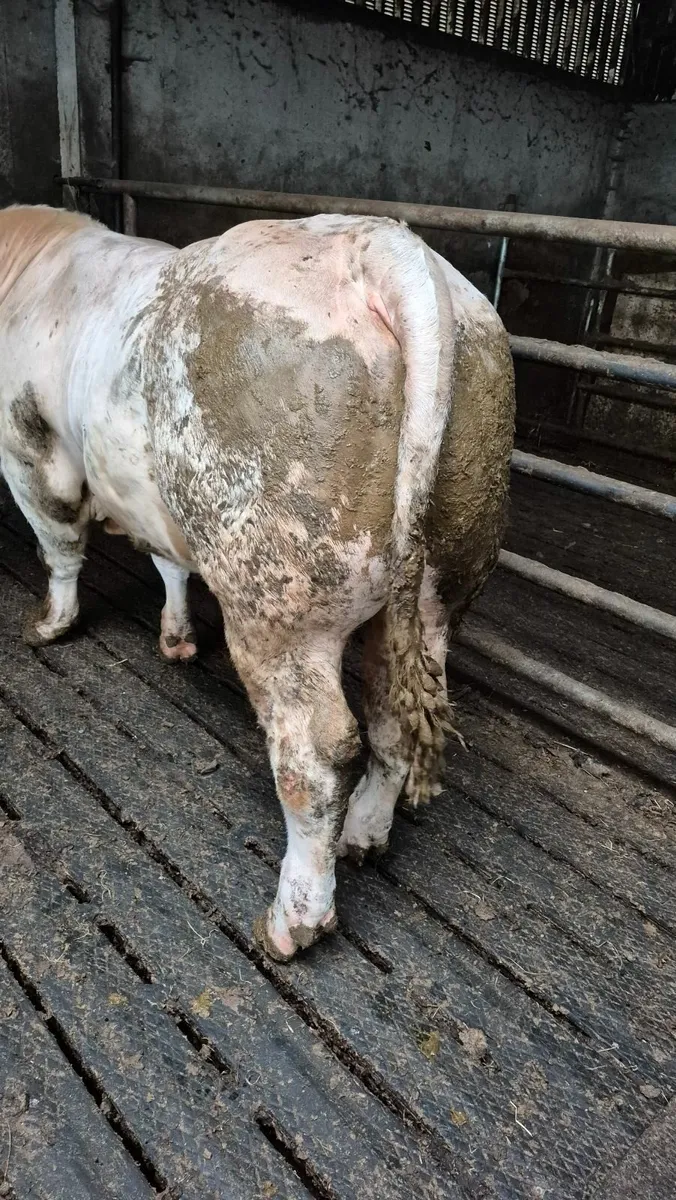 Bull - Image 3
