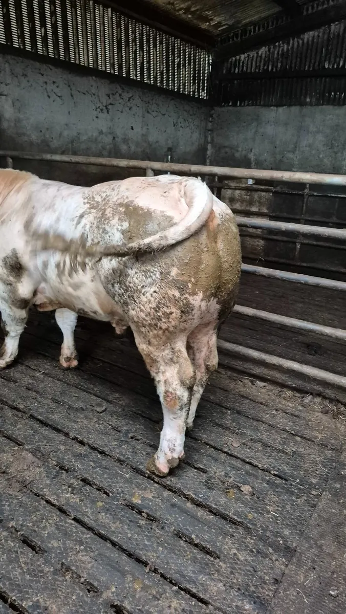 Bull - Image 4