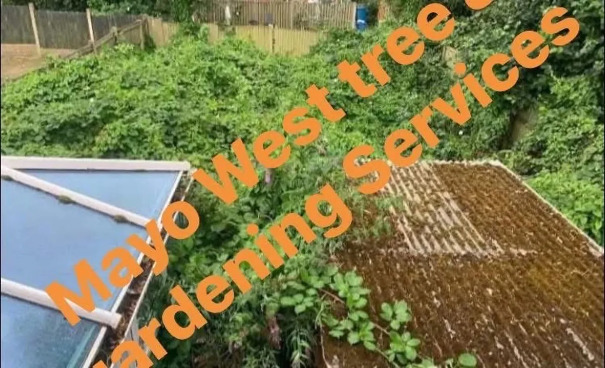Mayo west Tree and gardening services - Image 2