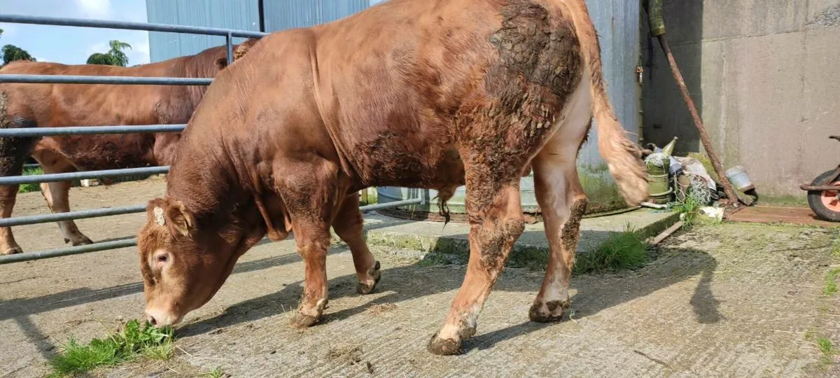 pb limousin bulls - Image 2