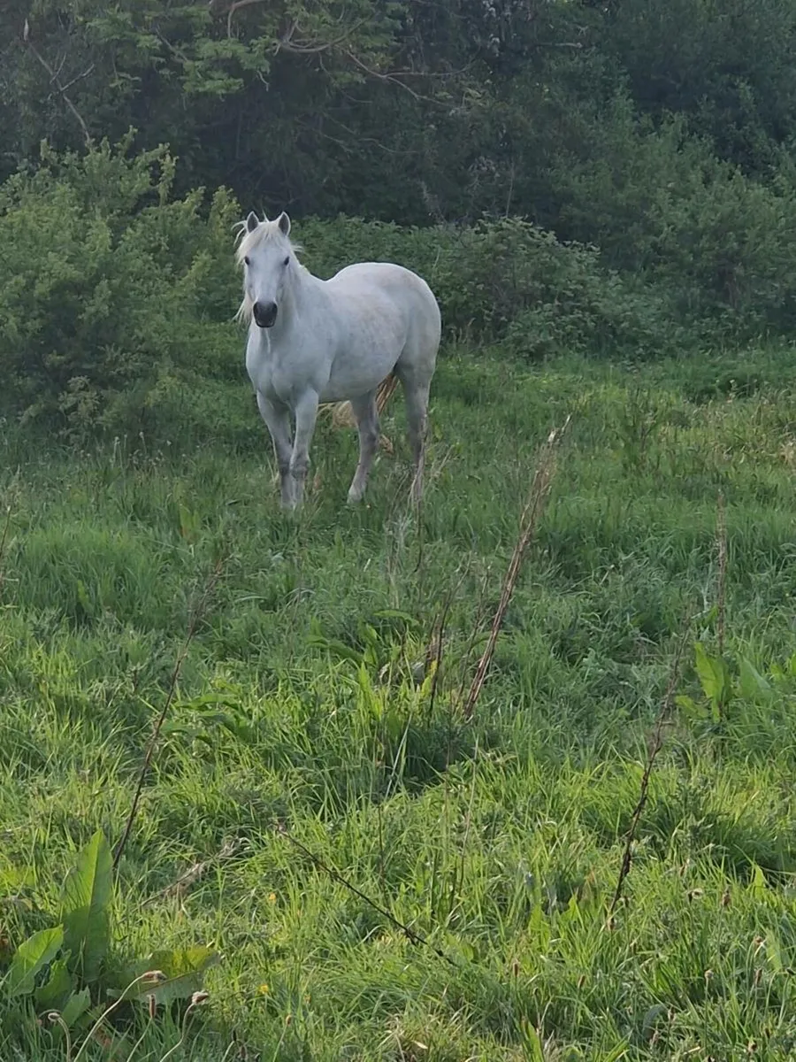Connemara mare - Image 1