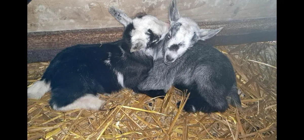 Female goats 🐐 - Image 1