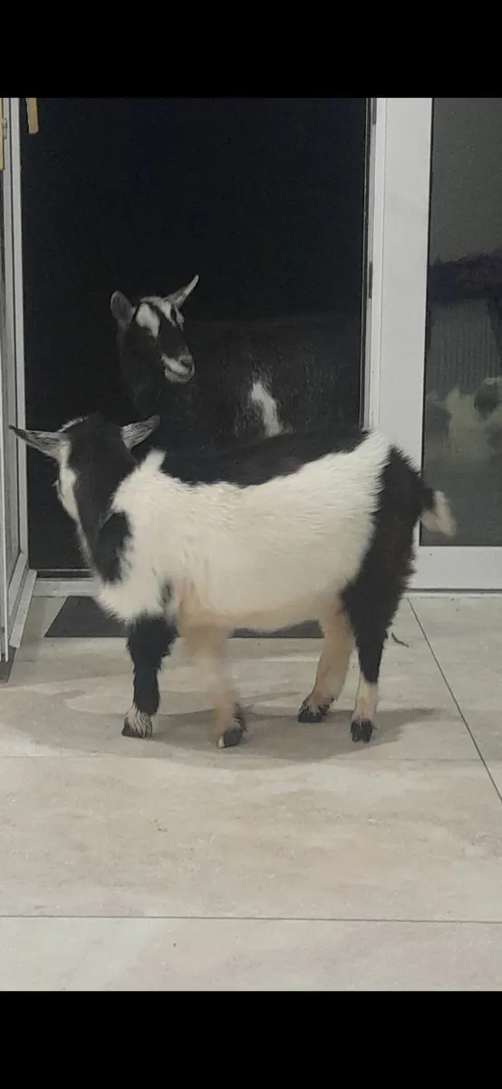 Female goats 🐐 - Image 2