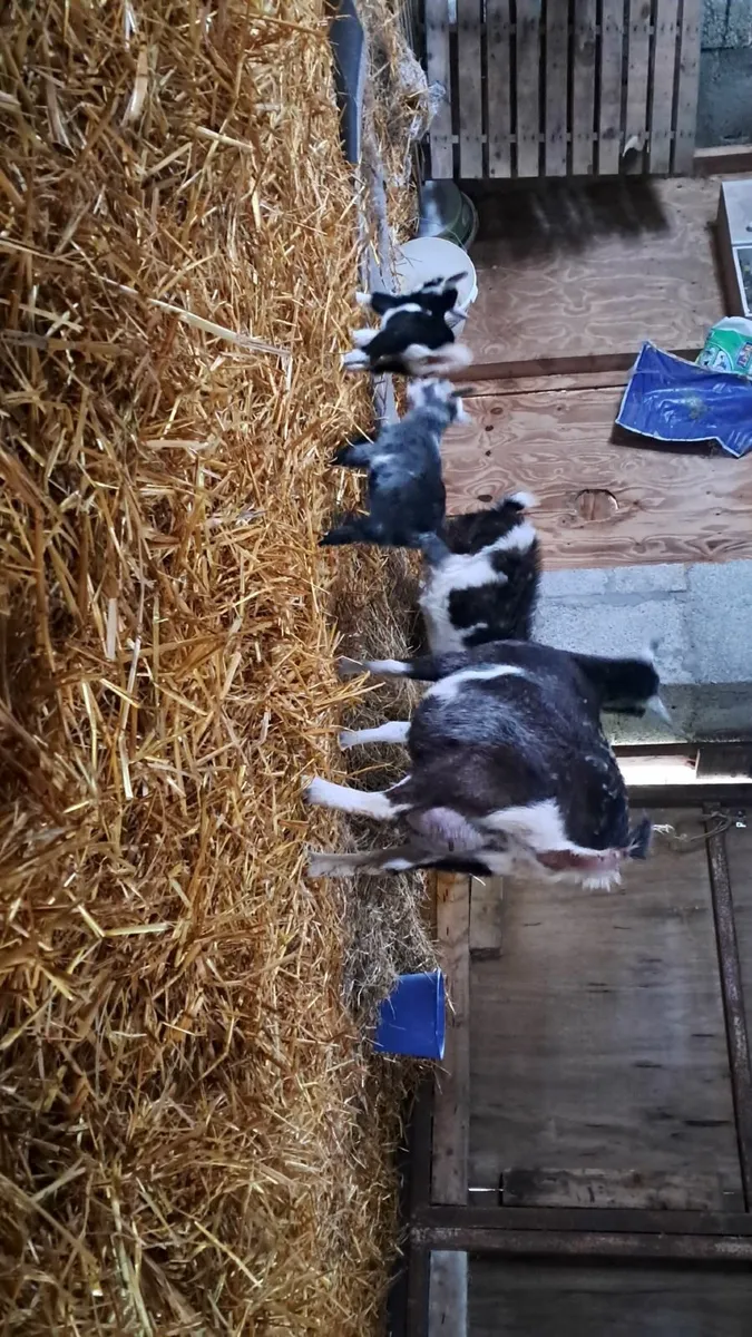 Female goats 🐐 - Image 3
