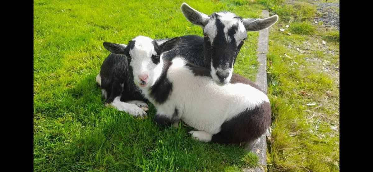 Female goats 🐐 - Image 4