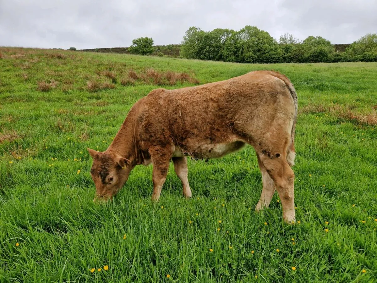 Roan Breeding Heifers - Image 4