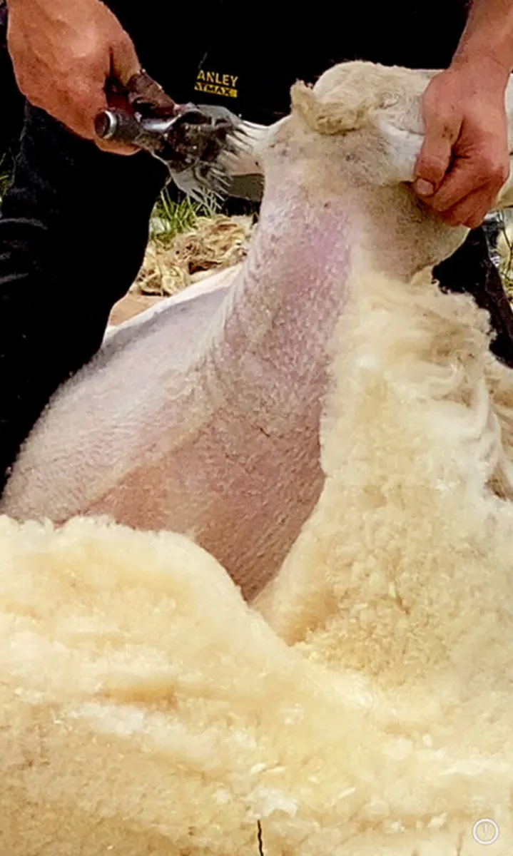 Sheep shearing
