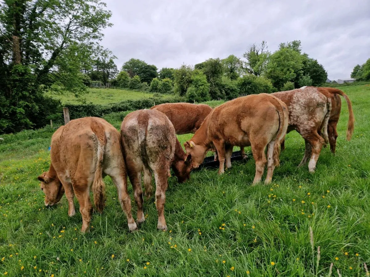 Roan Breeding Heifers - Image 2