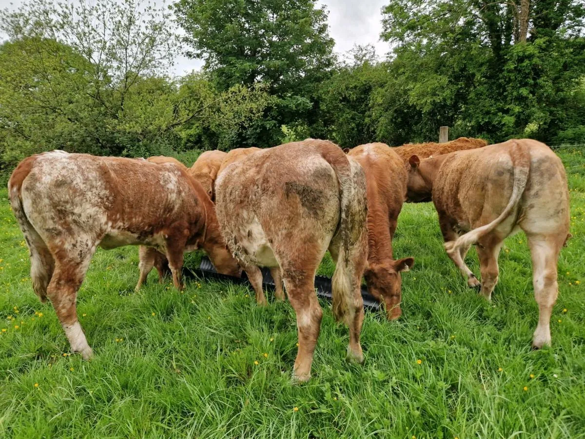 Roan Breeding Heifers - Image 1