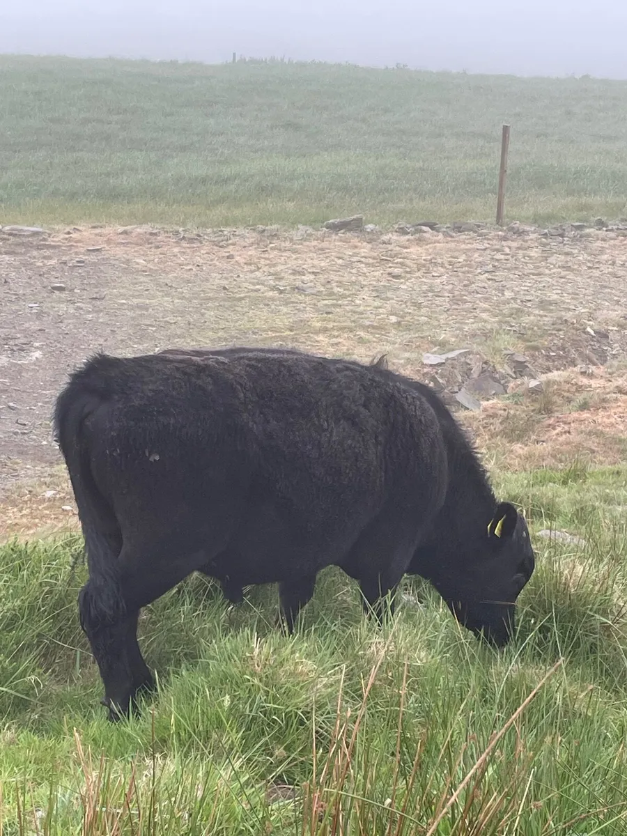 Dexter yearling bull - Image 2