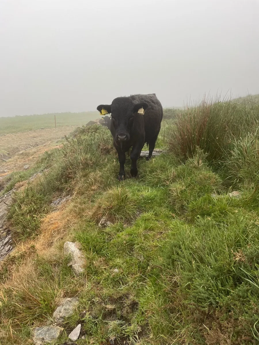 Dexter yearling bull - Image 3