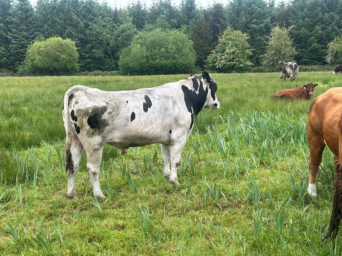 Teaser bull - Image 1
