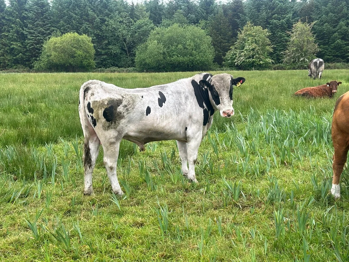 Teaser bull - Image 2