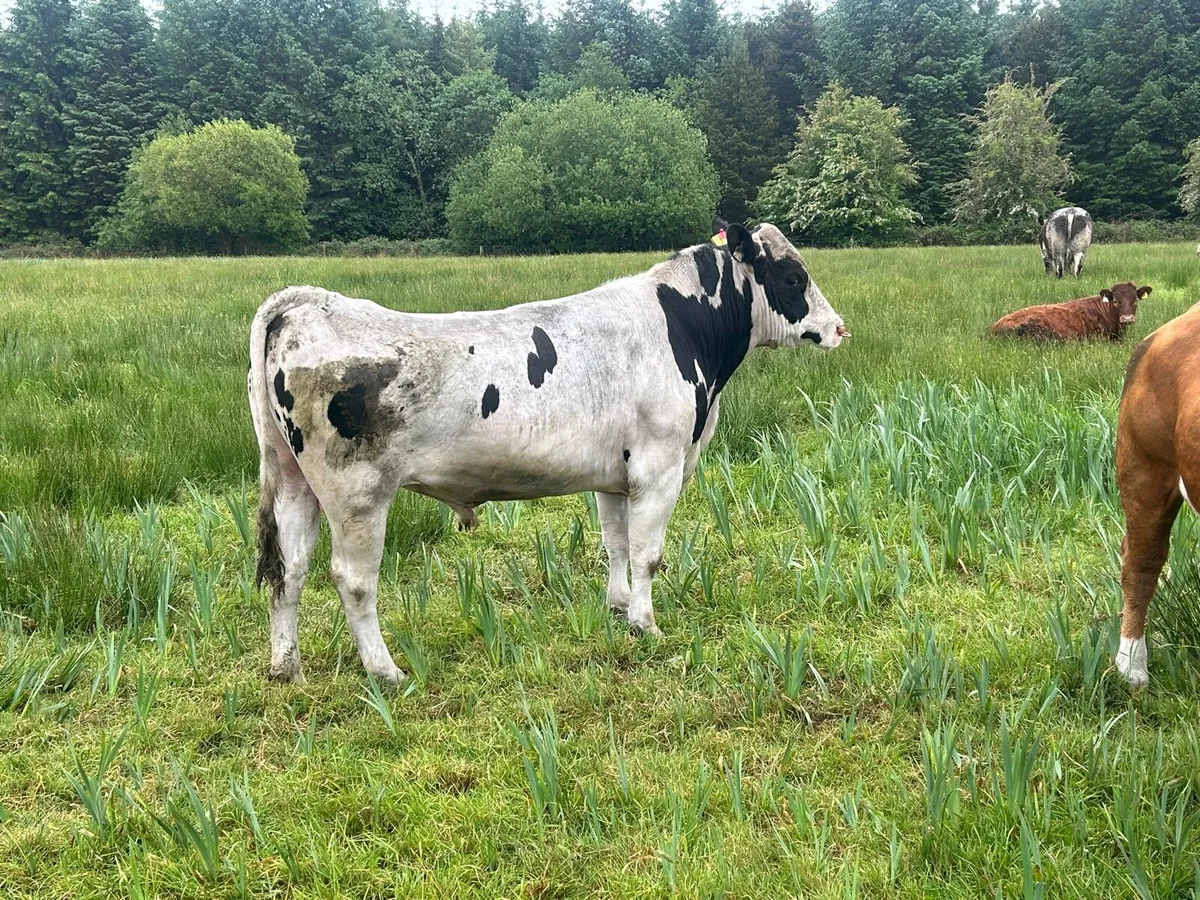 Teaser bull - Image 3