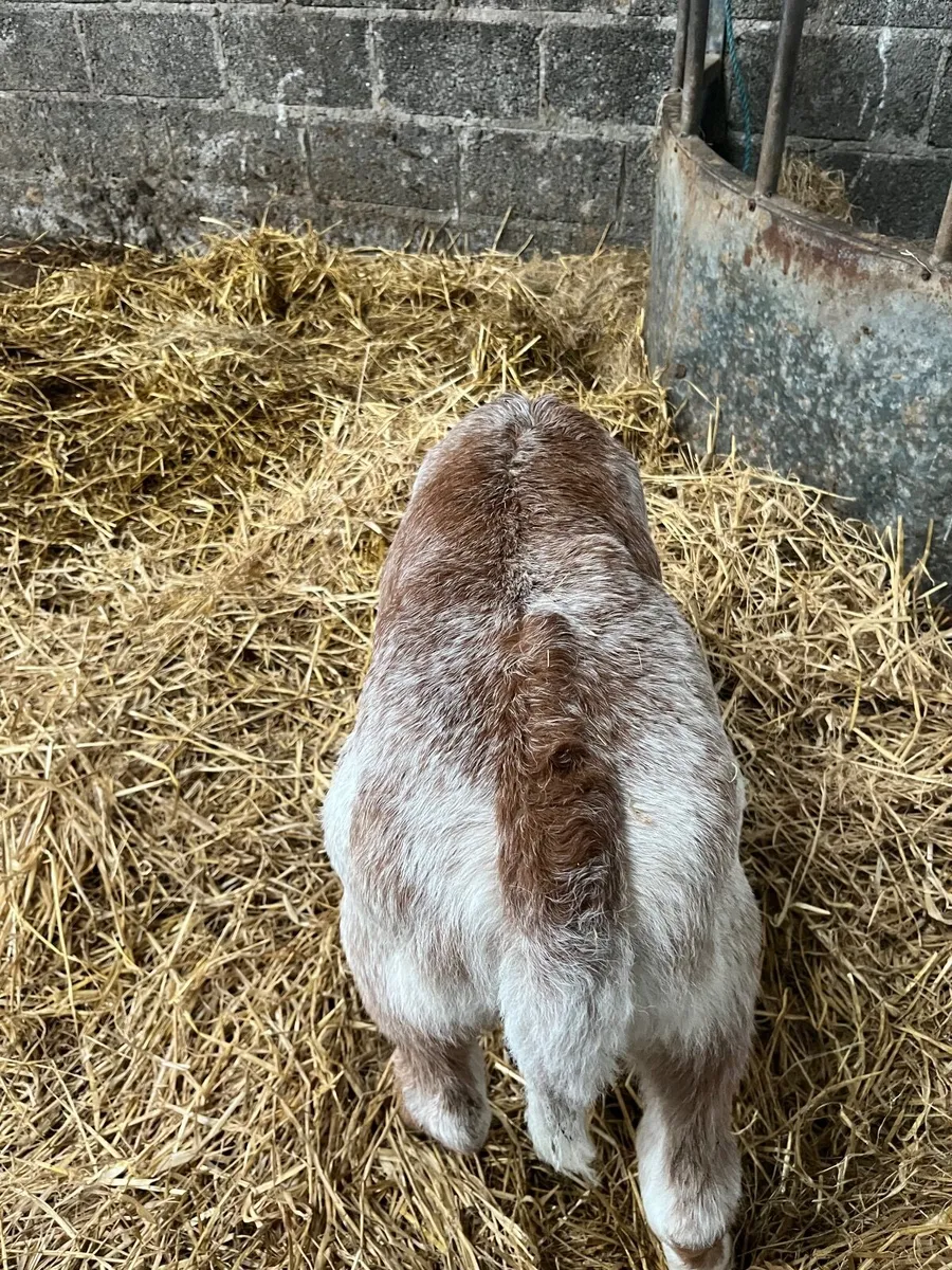 Suckler bred roan calf - Image 3