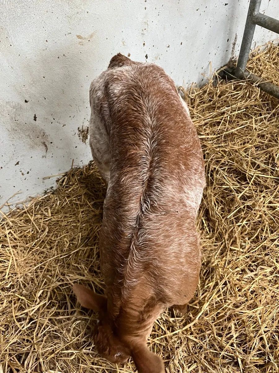 Suckler bred roan calf - Image 4