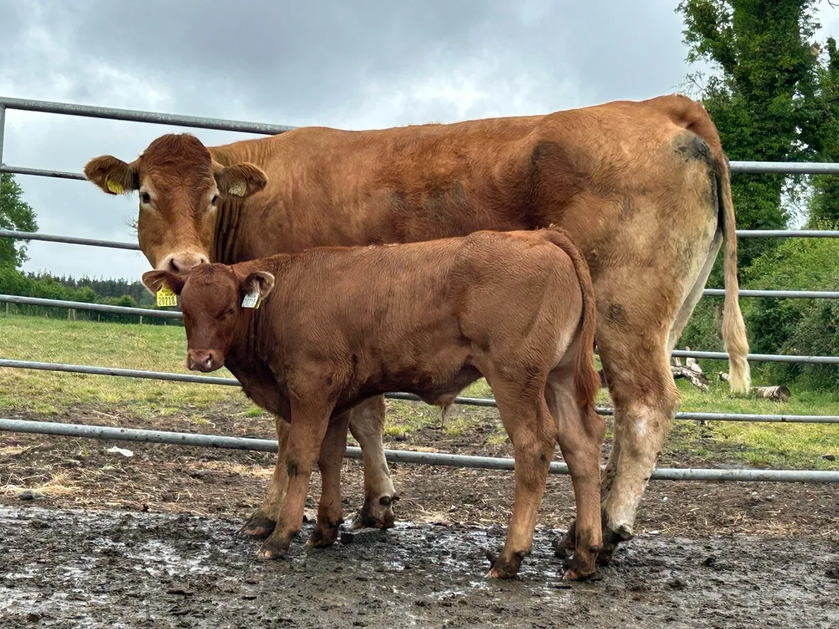 2 super u grade first calved heifers - Image 1