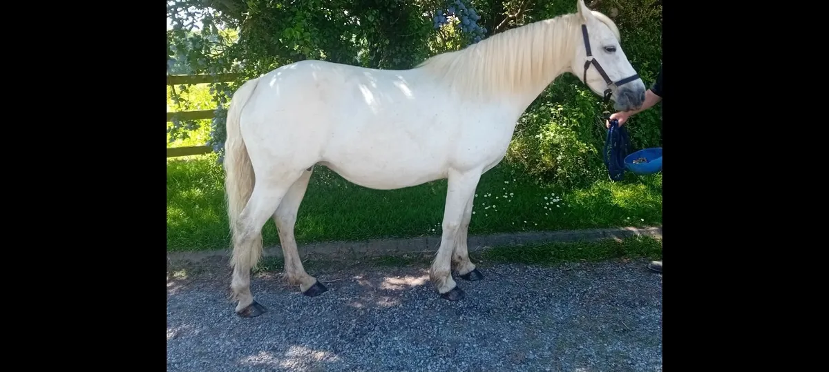 Broodmare Registered Connemara  9 yr old mare - Image 3