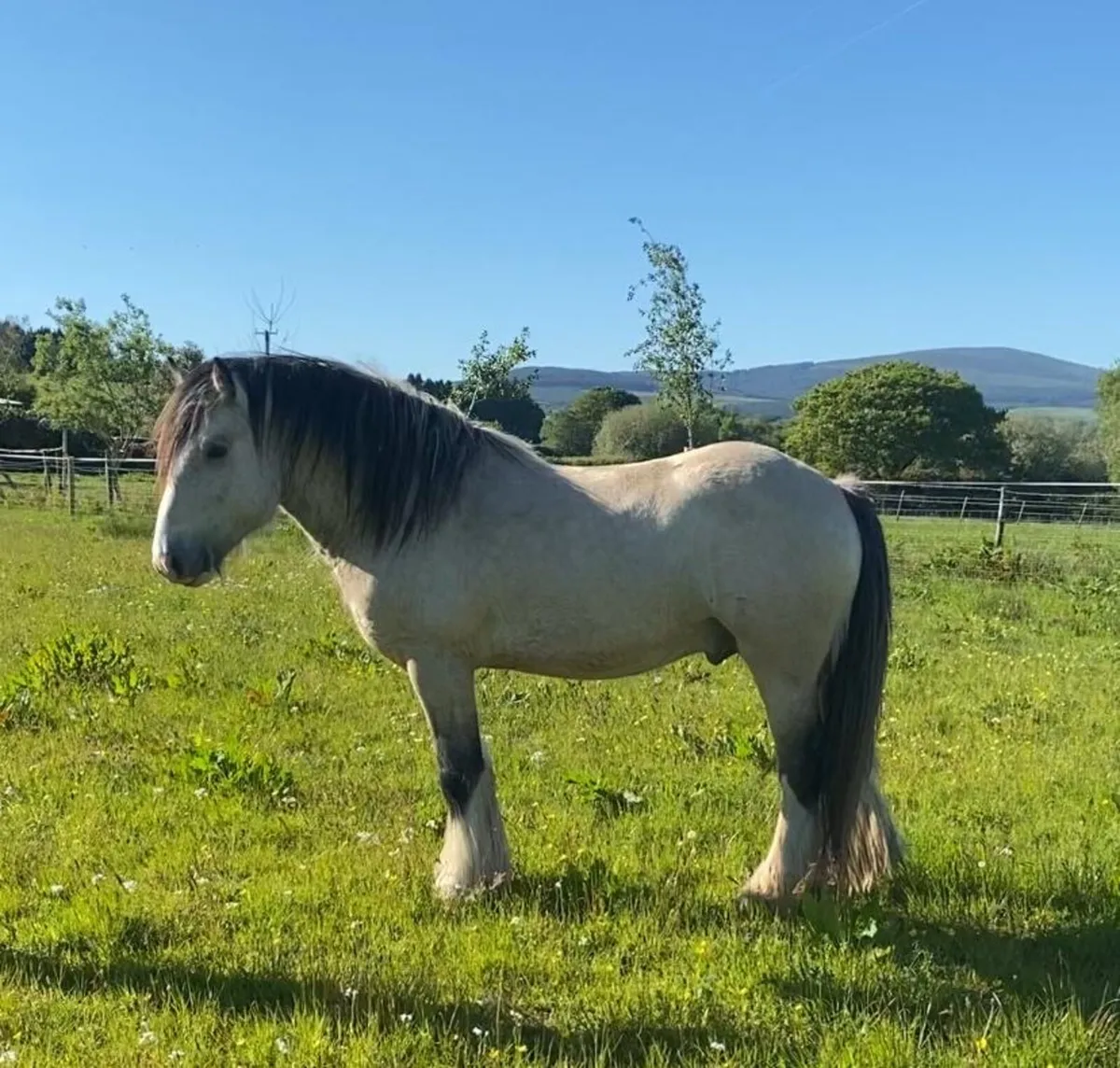 3y.o. Dun Colt - Image 3