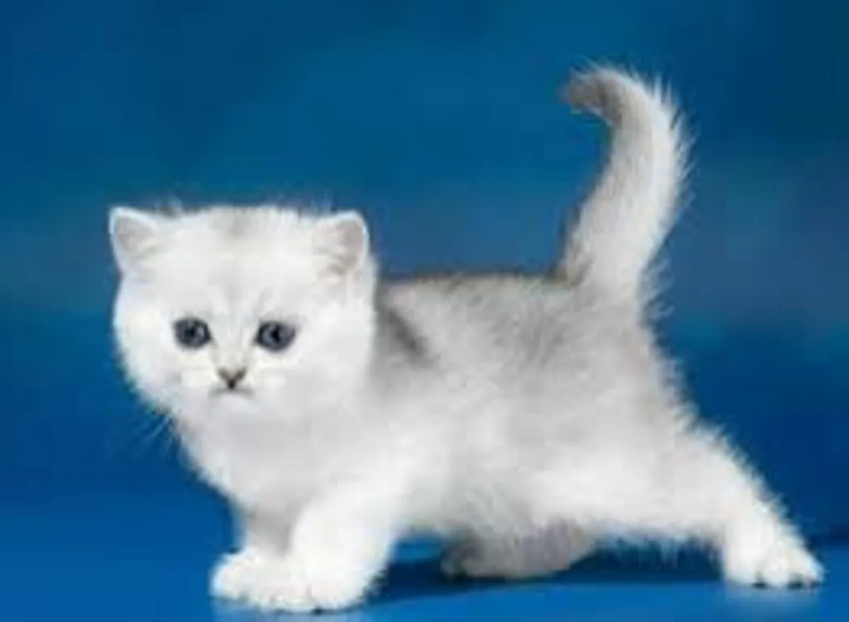 Silver British Shorthair kittens (Short legs) - Image 1