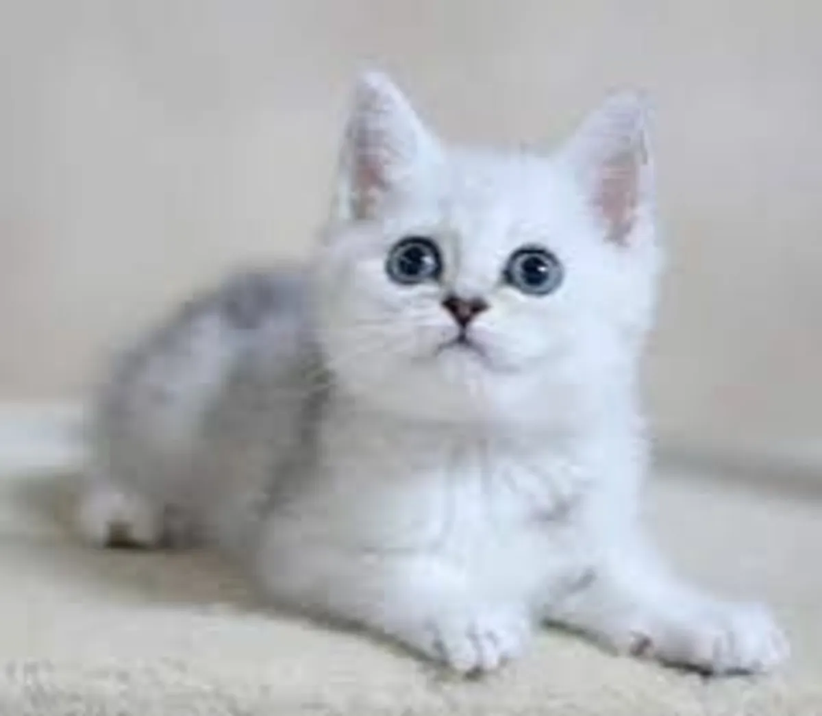 Silver British Shorthair kittens (Short legs) - Image 2