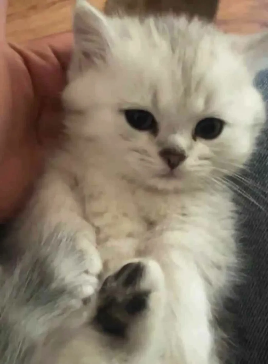 Silver British Shorthair kittens (Short legs) - Image 3