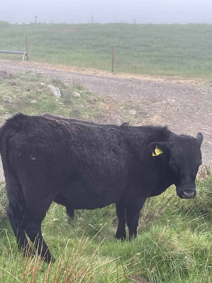Dexter yearling bull - Image 4