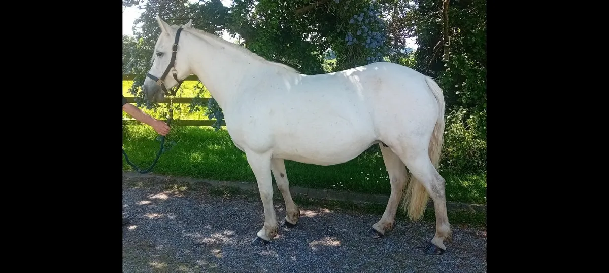 Broodmare Registered Connemara  9 yr old mare - Image 1