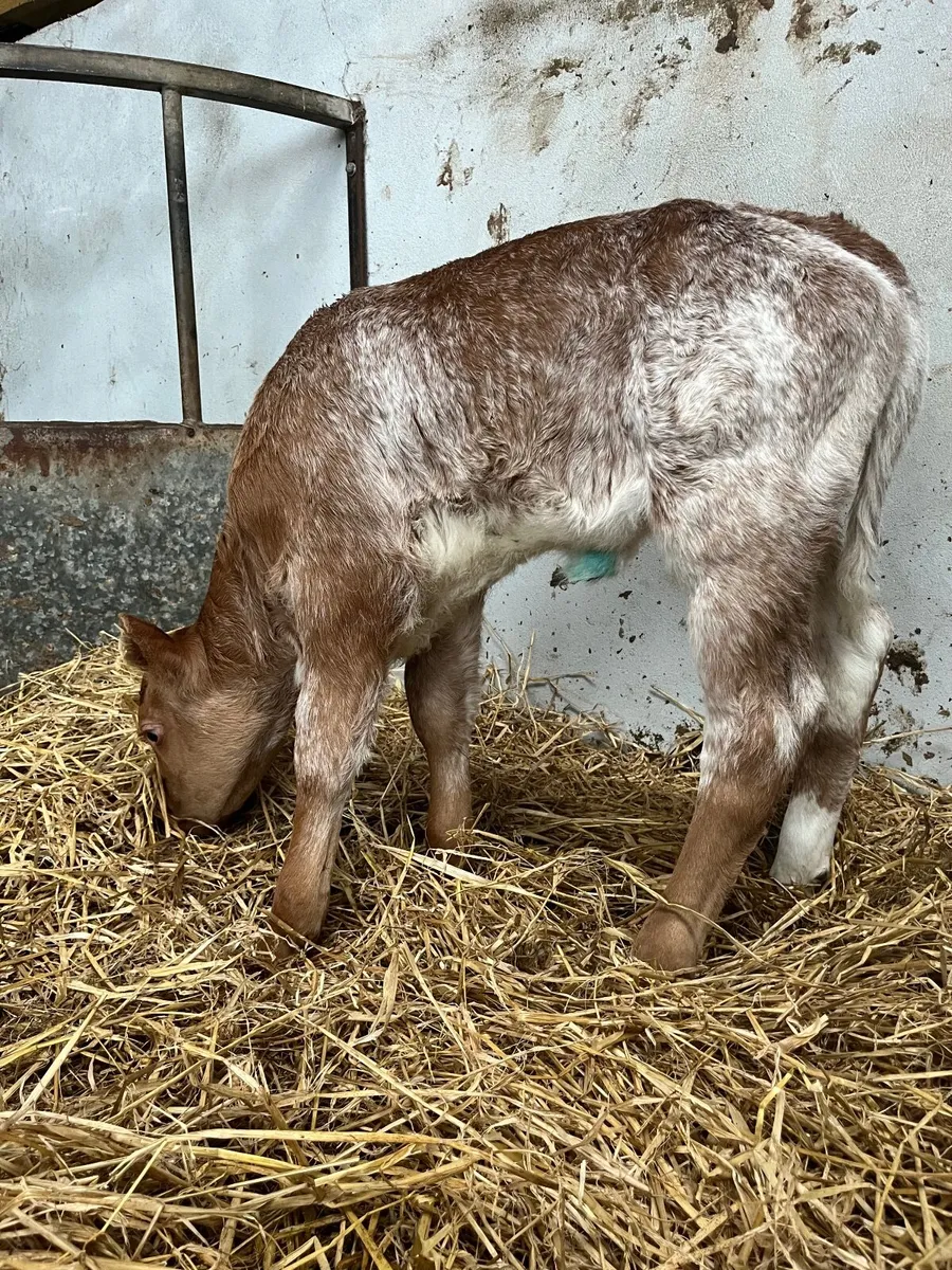 Suckler bred roan calf - Image 1