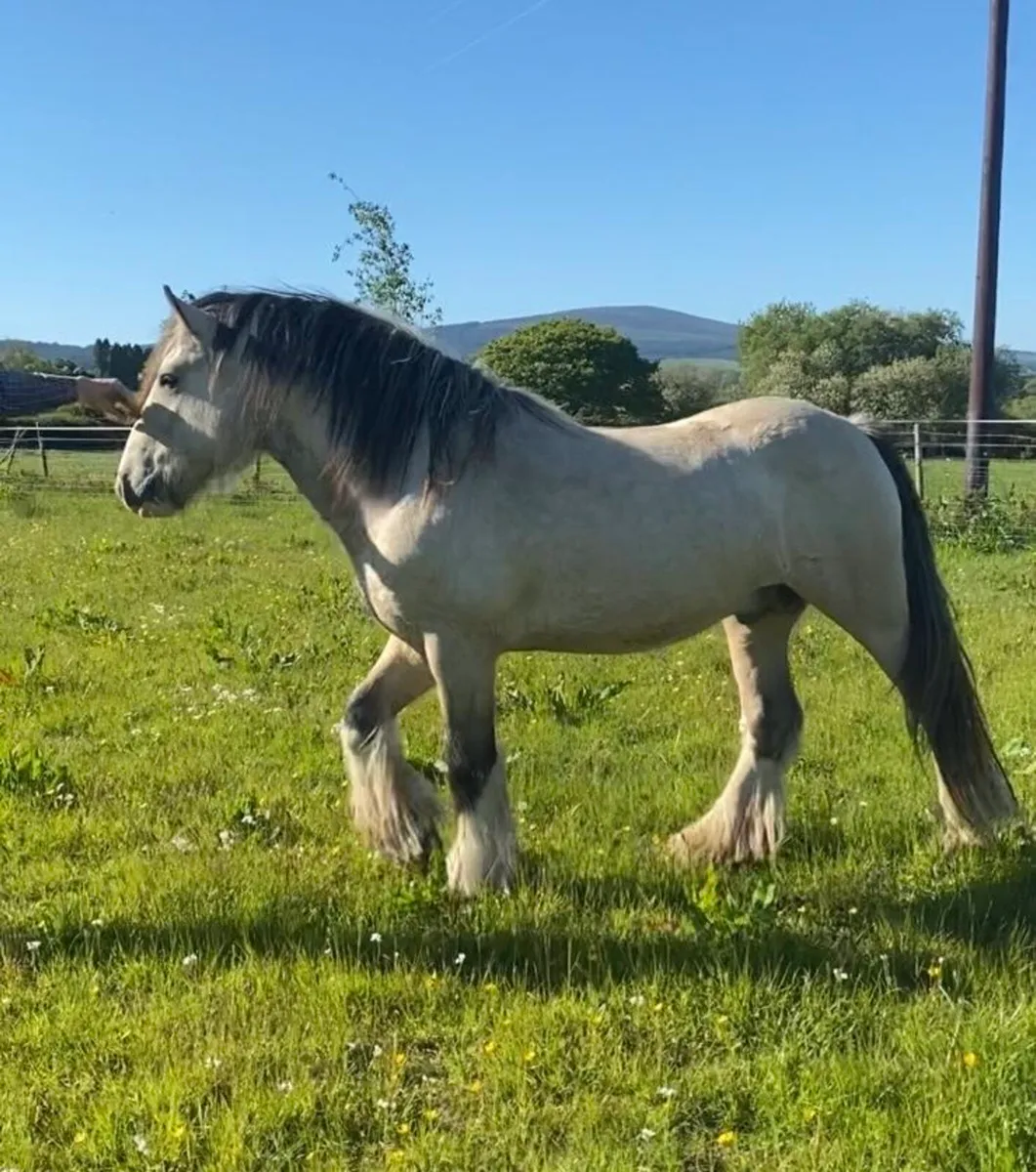 3y.o. Dun Colt - Image 1