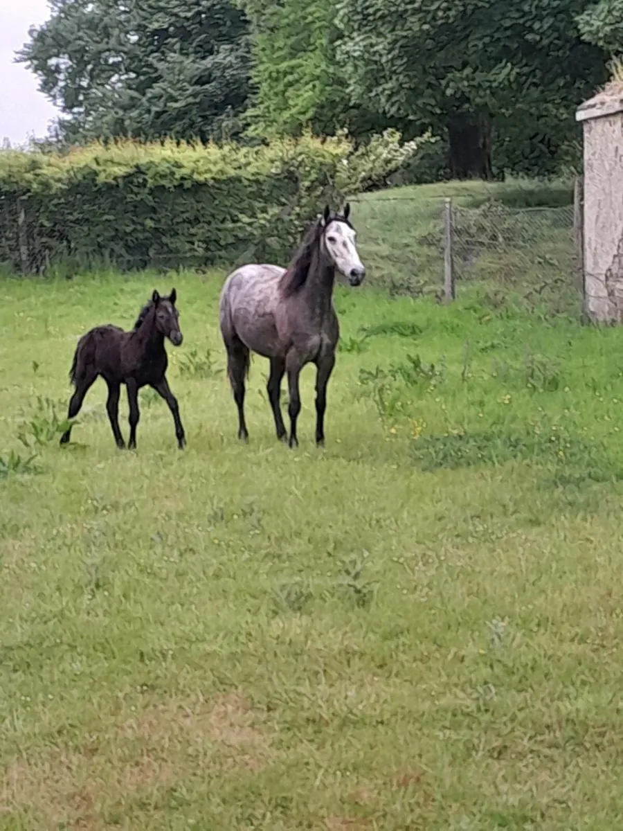 Connemara mare and foal and scanned again Class 1 - Image 1