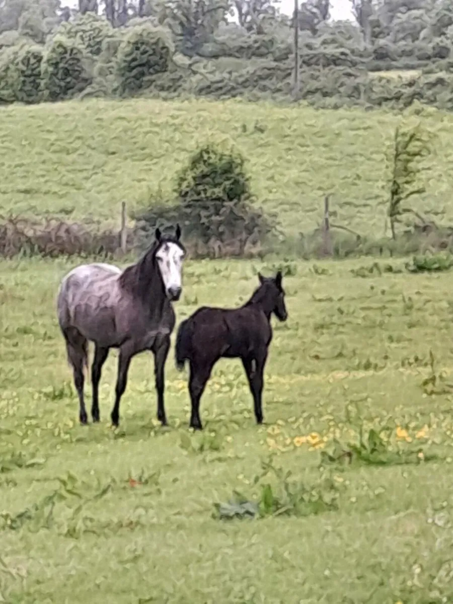 Connemara mare and foal and scanned again Class 1 - Image 2