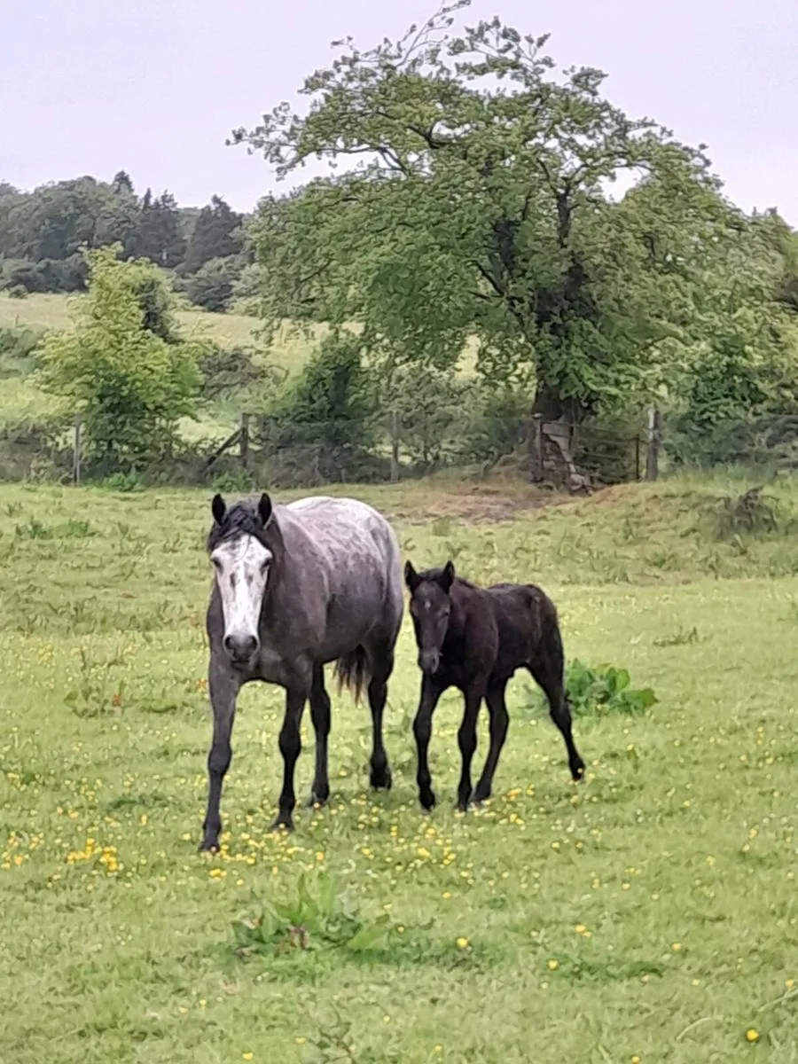 Connemara mare and foal and scanned again Class 1 - Image 3