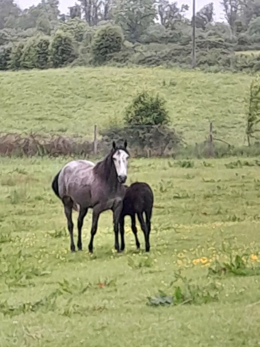 Connemara mare and foal and scanned again Class 1 - Image 4