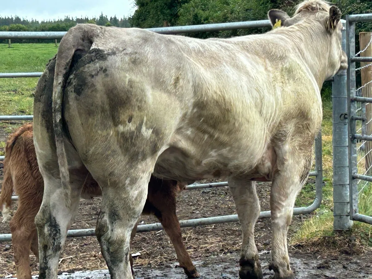 Super charlois heifer and u grade heifer calf - Image 4