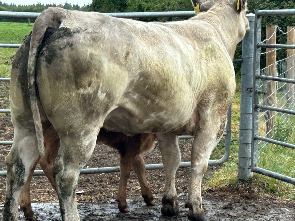 Super charlois heifer and u grade heifer calf - Image 2