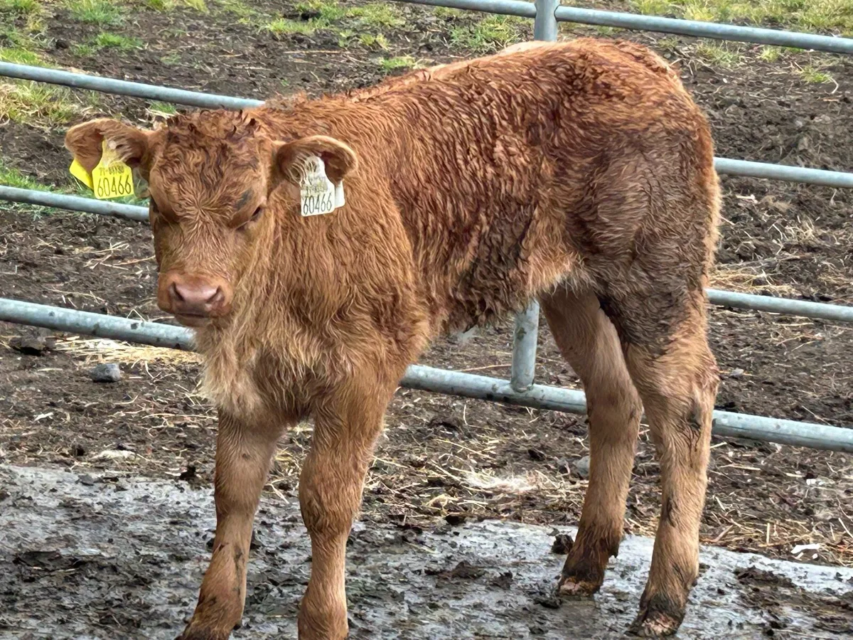 Super charlois heifer and u grade heifer calf - Image 3