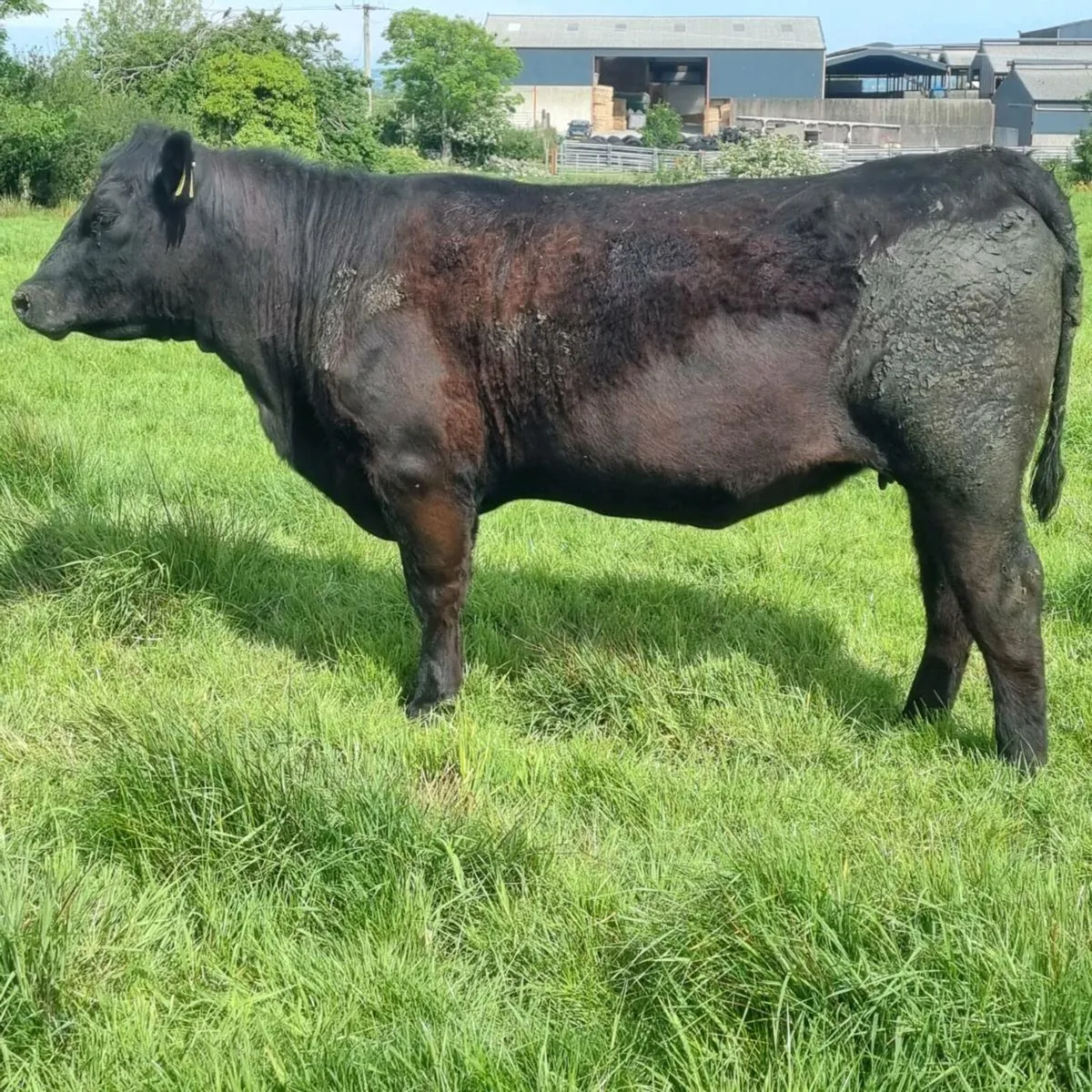 Pedigree Angus heifers and cows - Image 2