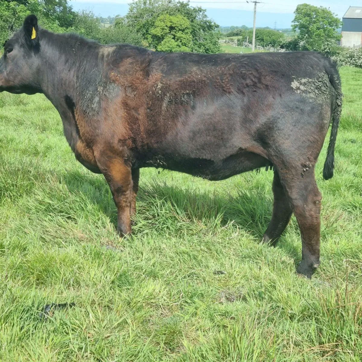 Pedigree Angus heifers and cows - Image 3