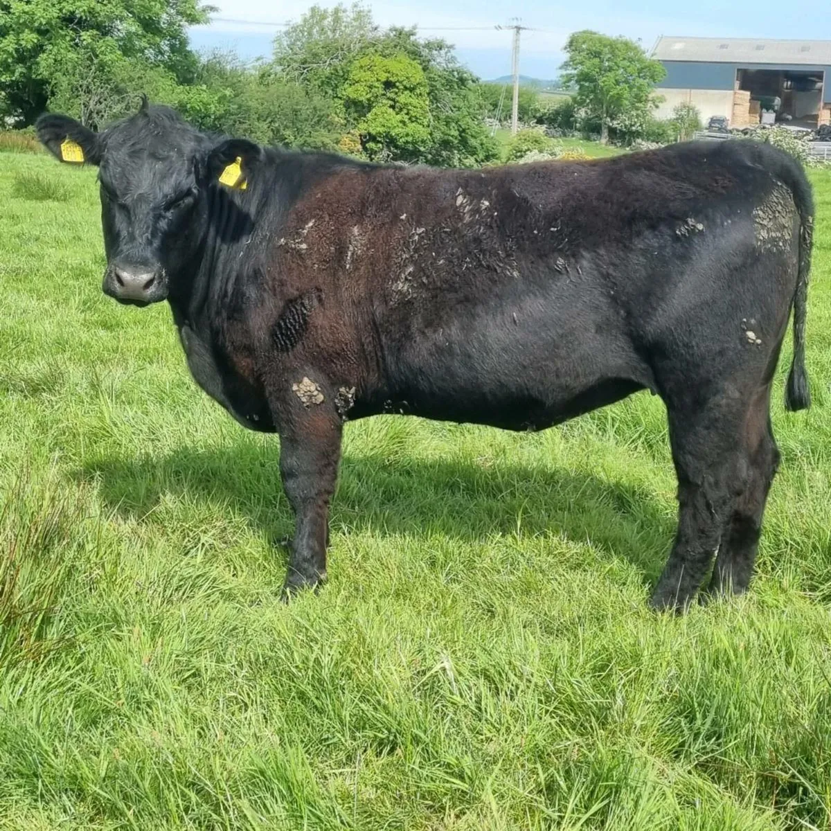 Pedigree Angus heifers and cows - Image 4