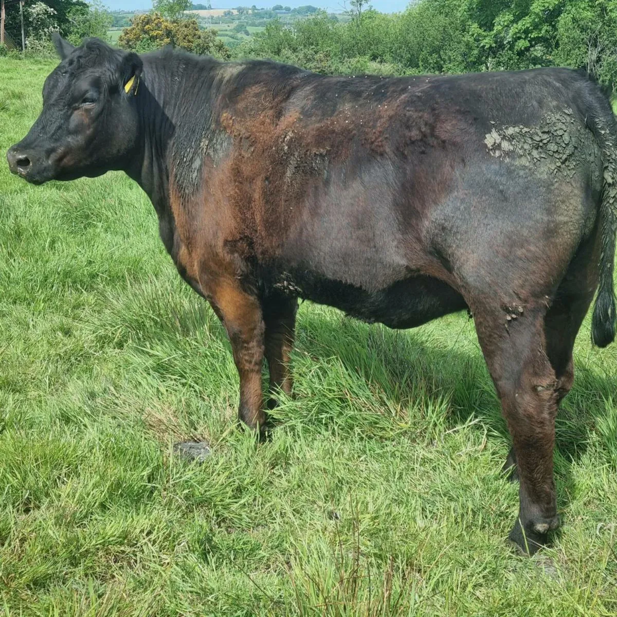 Pedigree Angus heifers and cows - Image 4