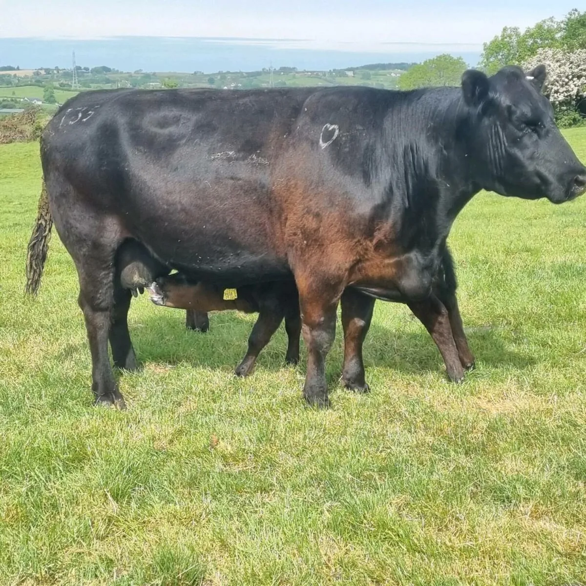 Pedigree Angus heifers and cows - Image 1