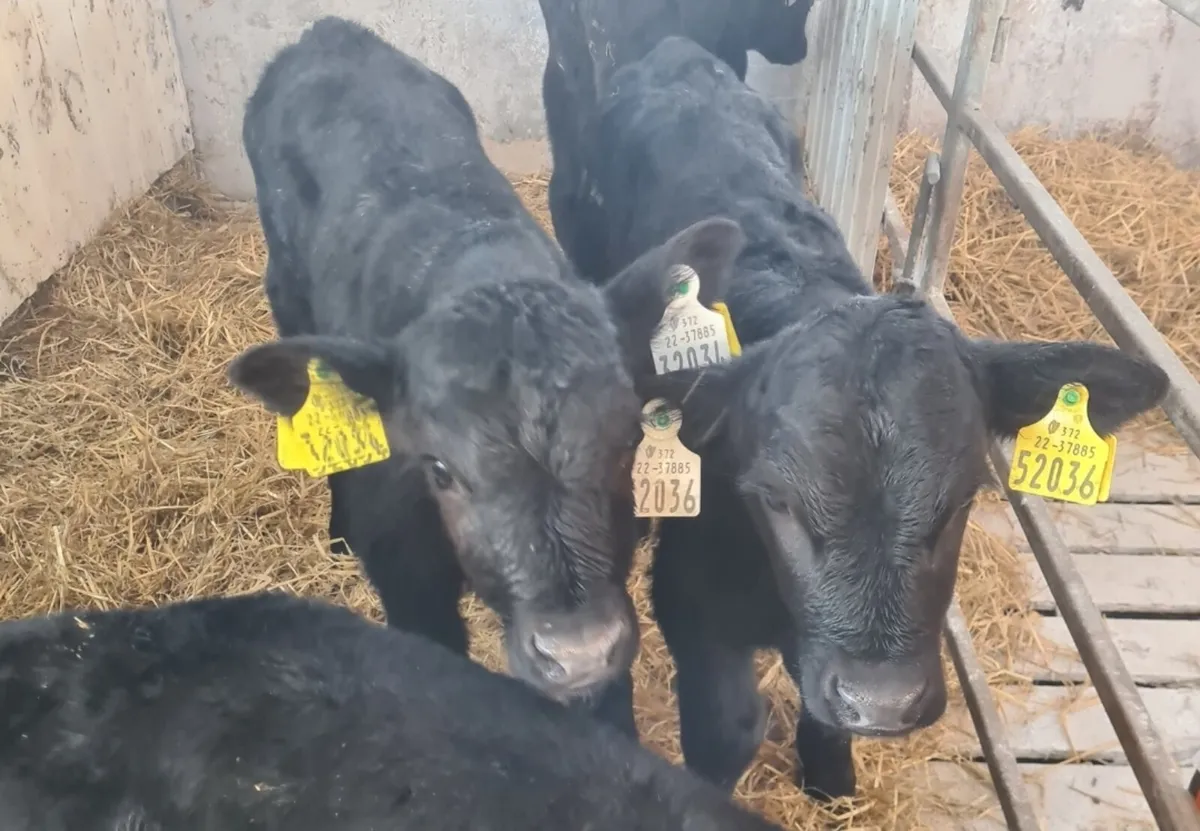 Angus heifer calves
