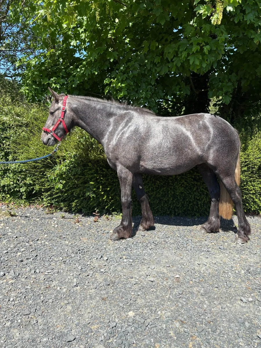 Horse - Image 2