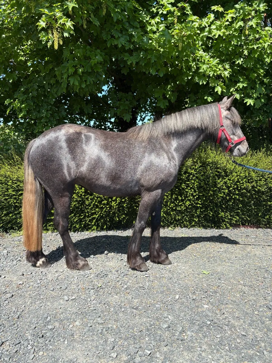 Horse - Image 1