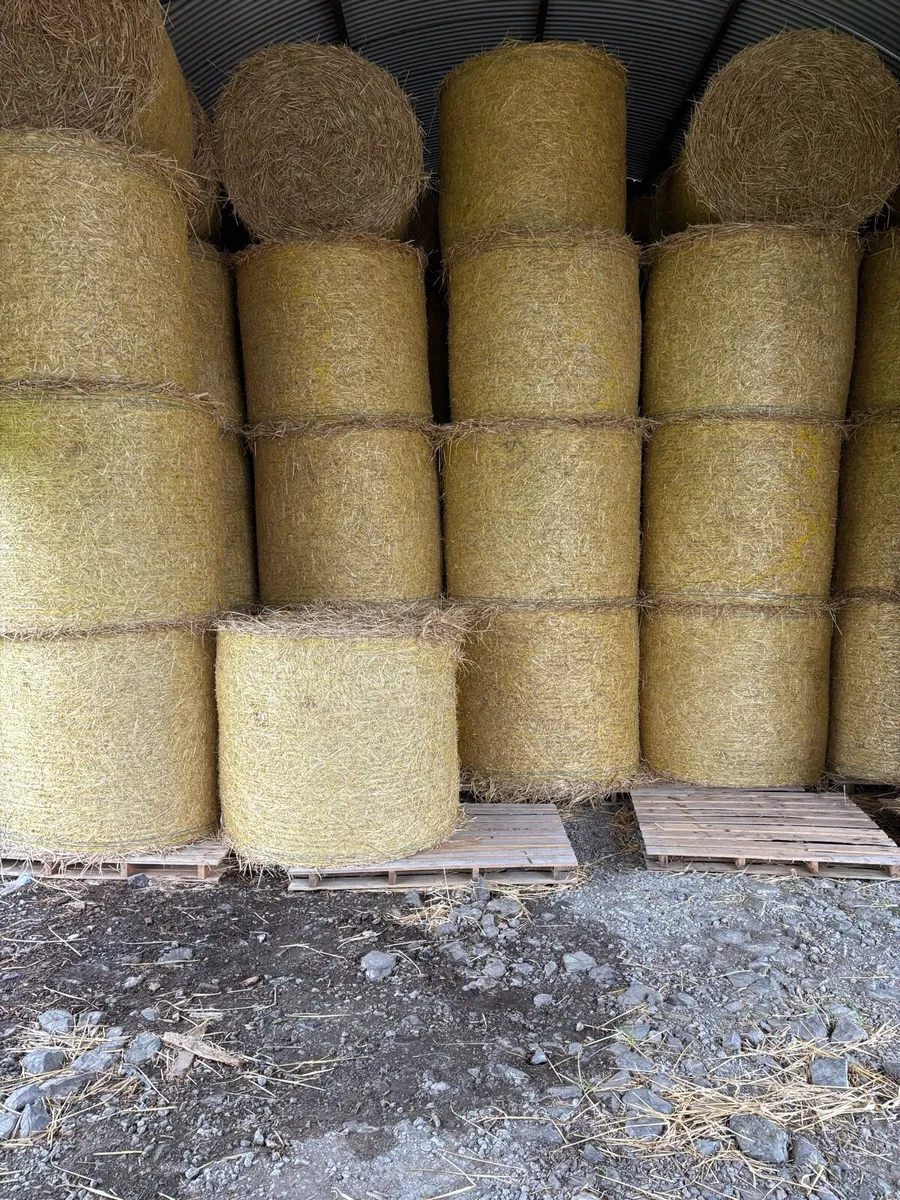 Barley Straw