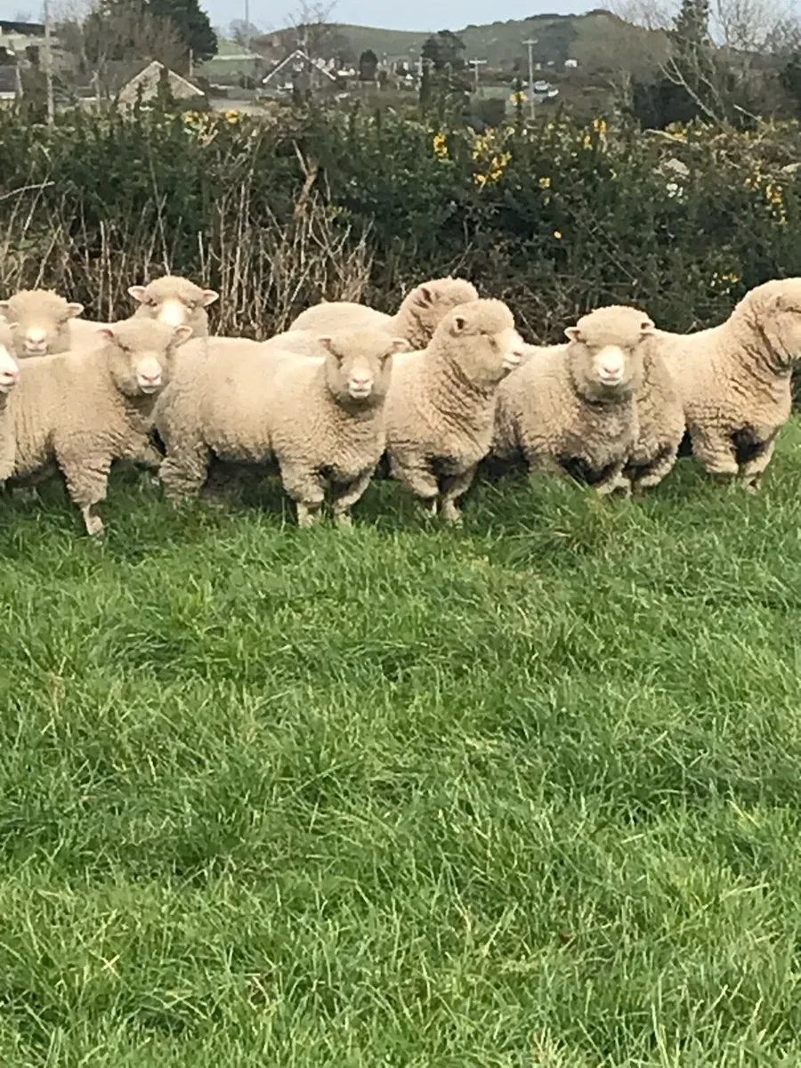 Dorset Sheep - Image 1